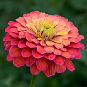 Meet your Posher, Tarra